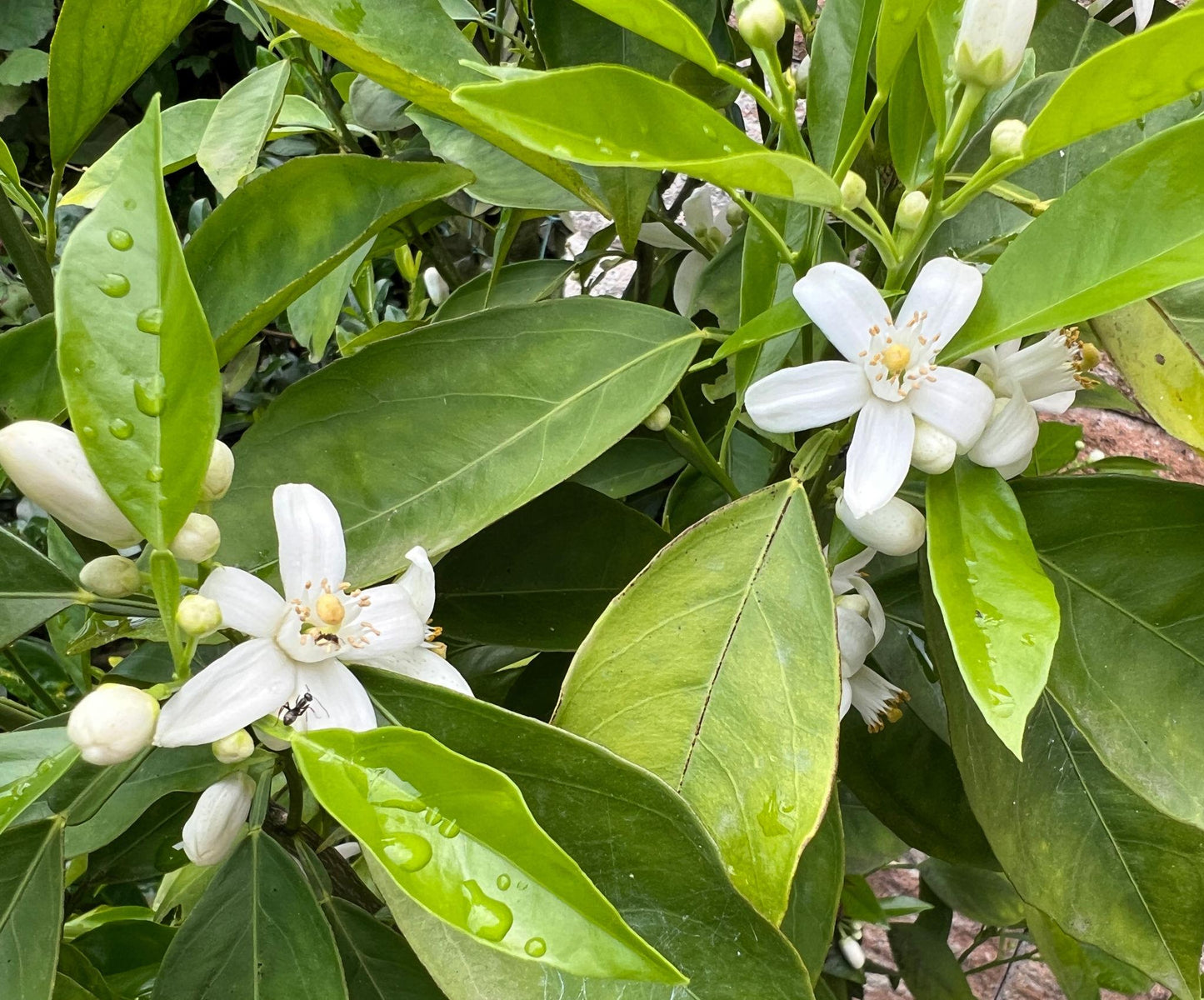 Citrus sinensis (Orange Navelina)