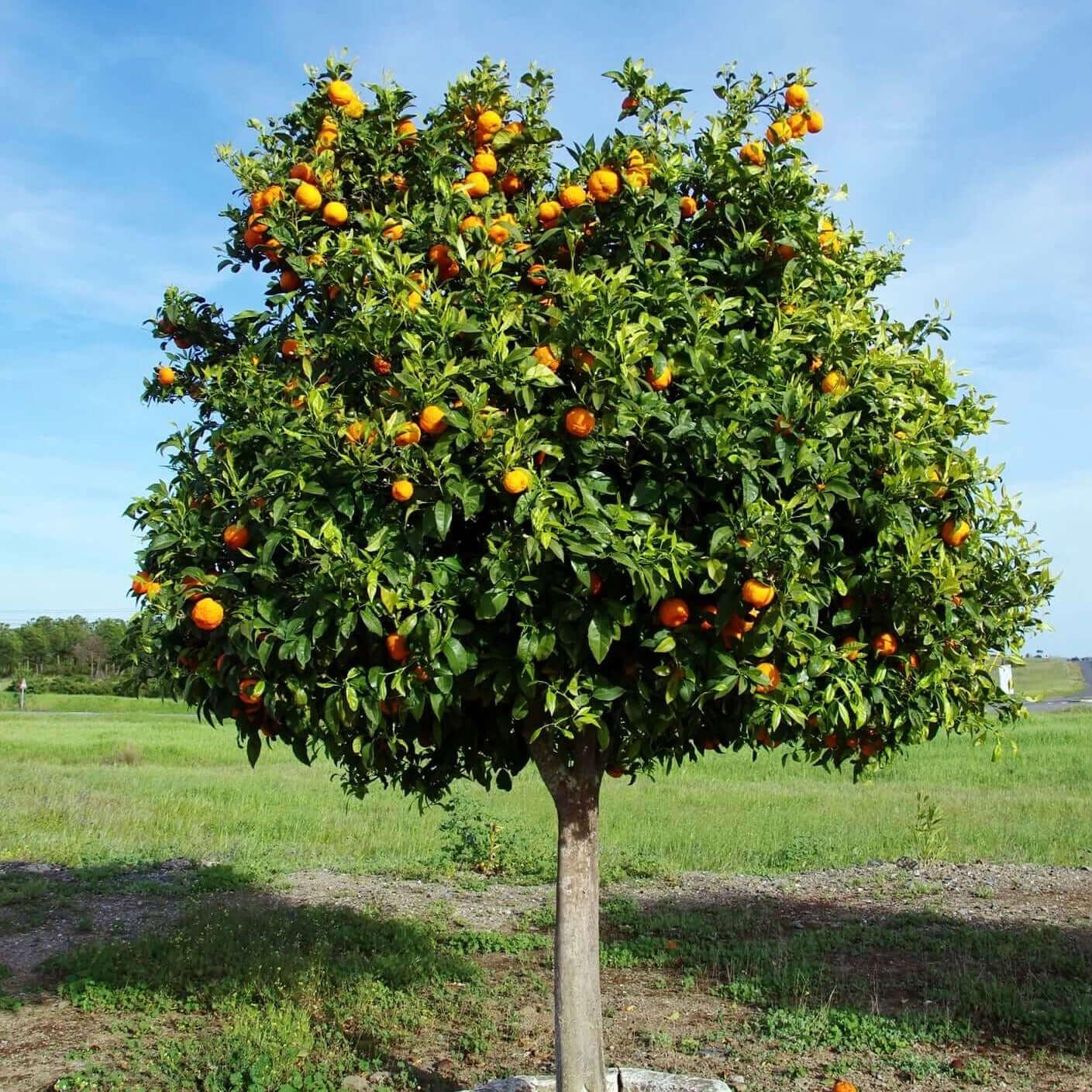 Citrus x (Tangelo Seminole)