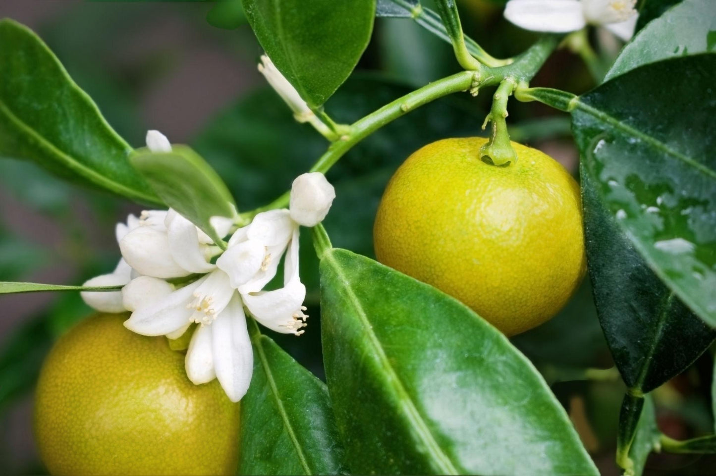 Citrus × microcarpa 'Dwarf' (Dwarf Calamansi)