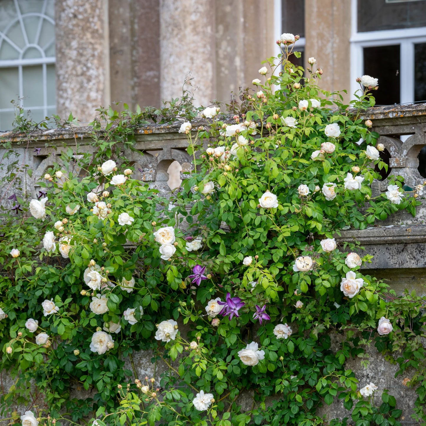 Rosa ‘Claire Austin’ (Claire Austin English Climbing Rose)