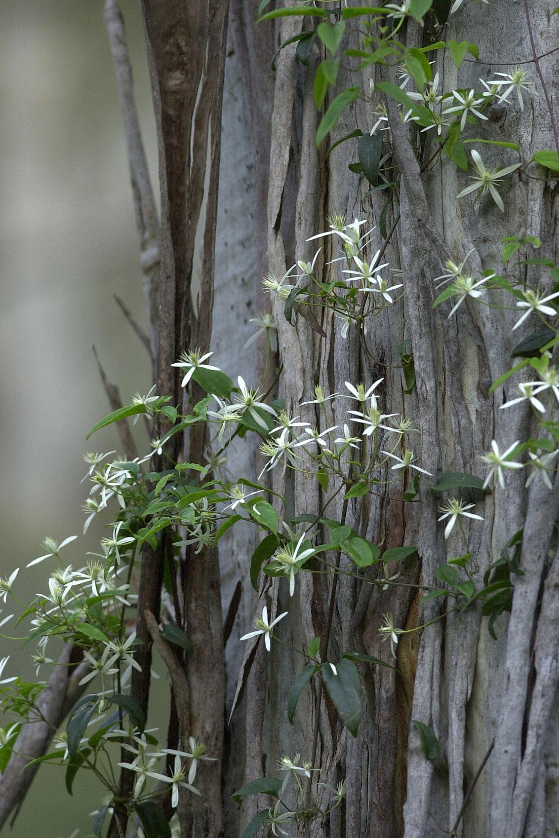 Clematis glycinoides (Native Clematis / Old Man’s Beard)