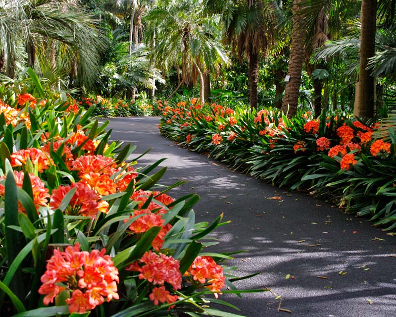 Clivia Miniata (Bush Lily)