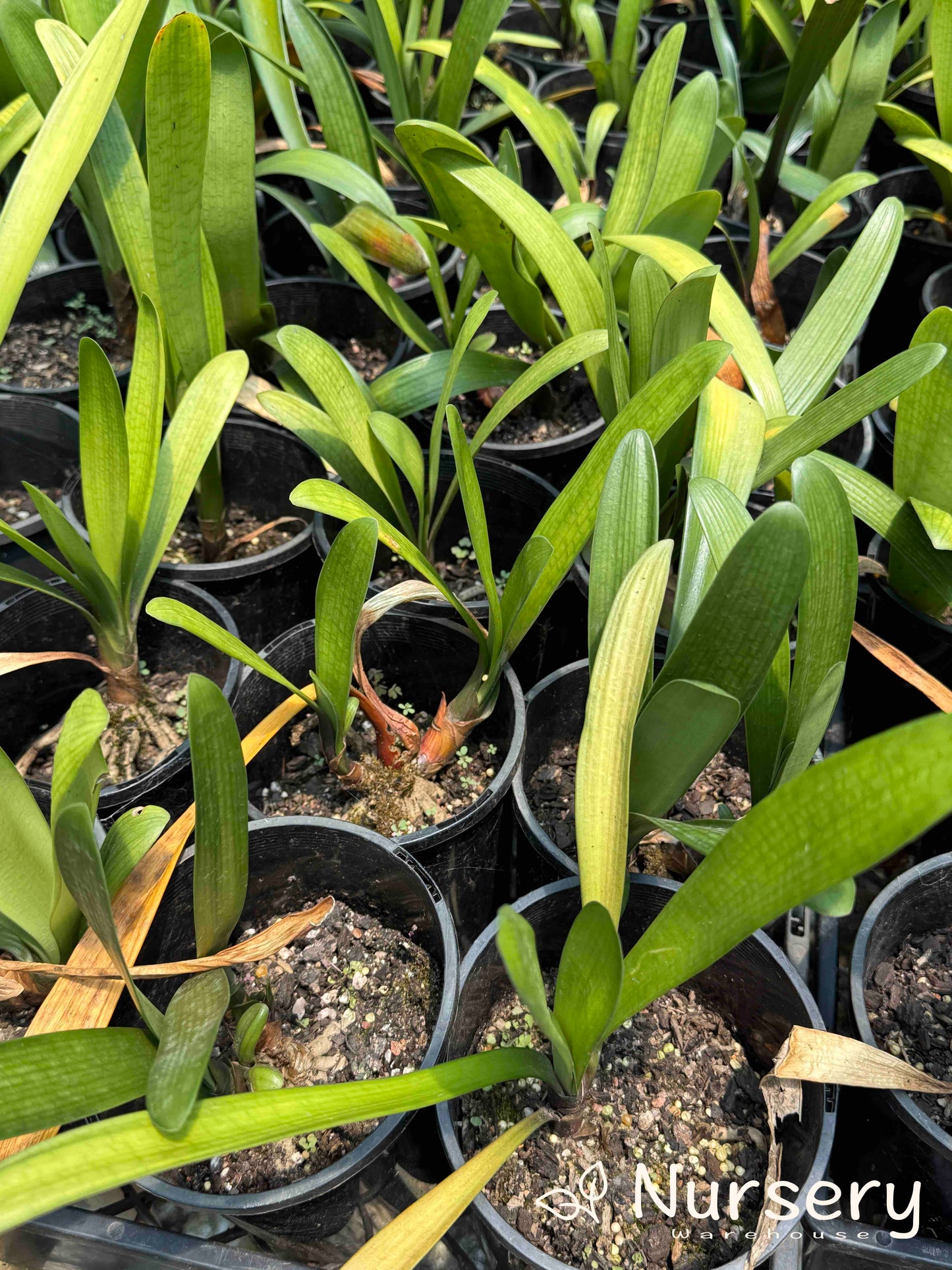 Clivia × hybrida 'Belgian Hybrid' (Belgian Hybrid Clivia | end of batch)