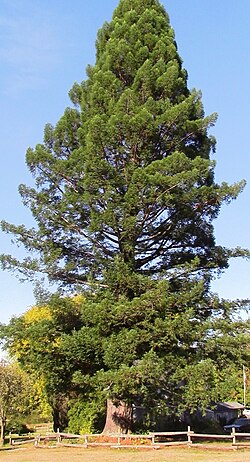 Sequoia sempervirens (Coast Redwood)