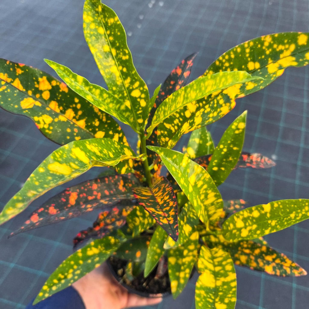 Codiaeum Variegatum (Croton)