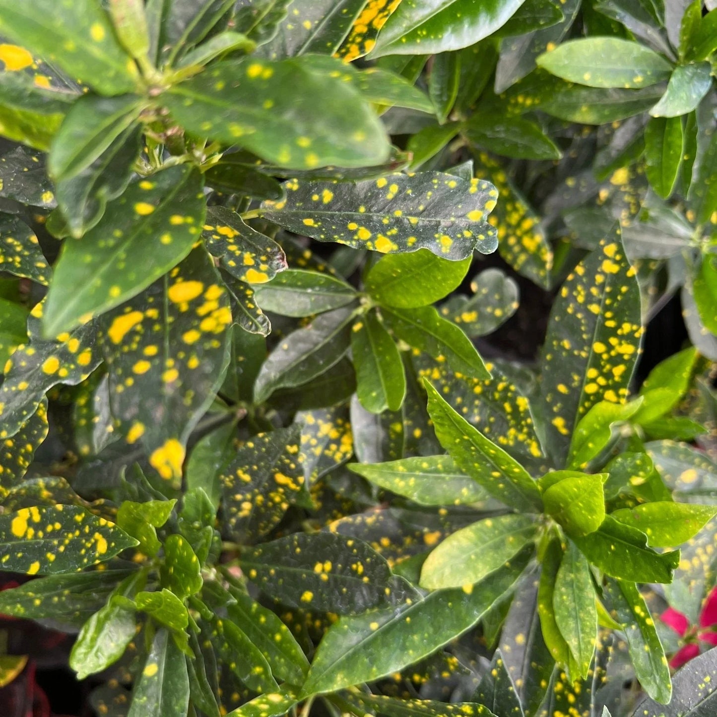 Codiaeum Variegatum ‘Mad Painter’ (Croton)