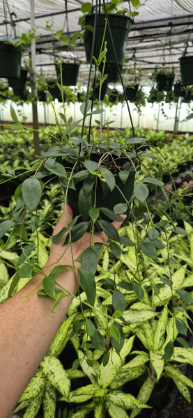 Codonanthe Crassifolia (Trailing Codonanthe) – Hanging Basket