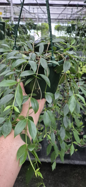Codonanthe Crassifolia (Trailing Codonanthe) – Hanging Basket