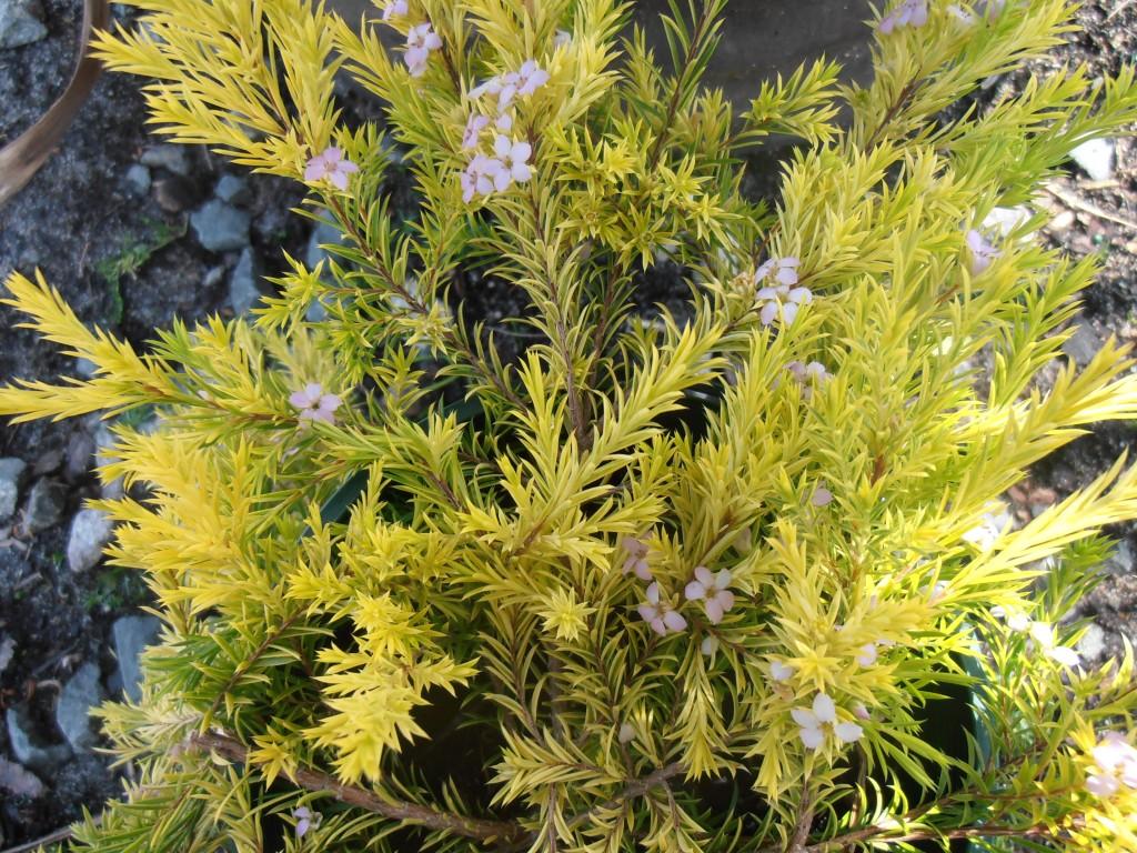 Coleonema Pulchellum ‘Aurea’ (Golden Diosma)