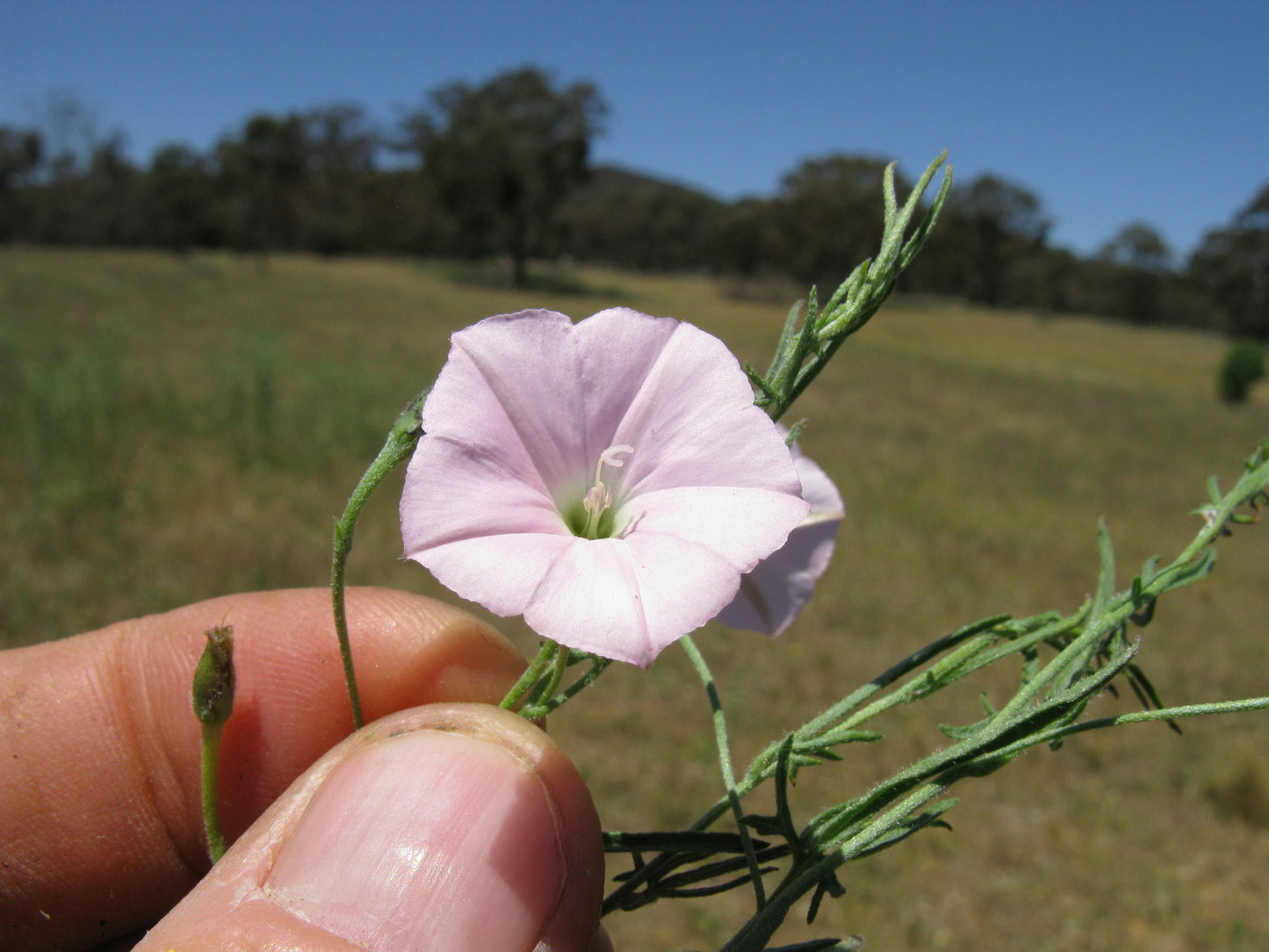 Convolvulus Angustissimus (Australian Bindweed)