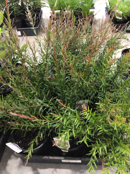 Austromyrtus Copper Tops (Copper Tops Lilly Pilly)