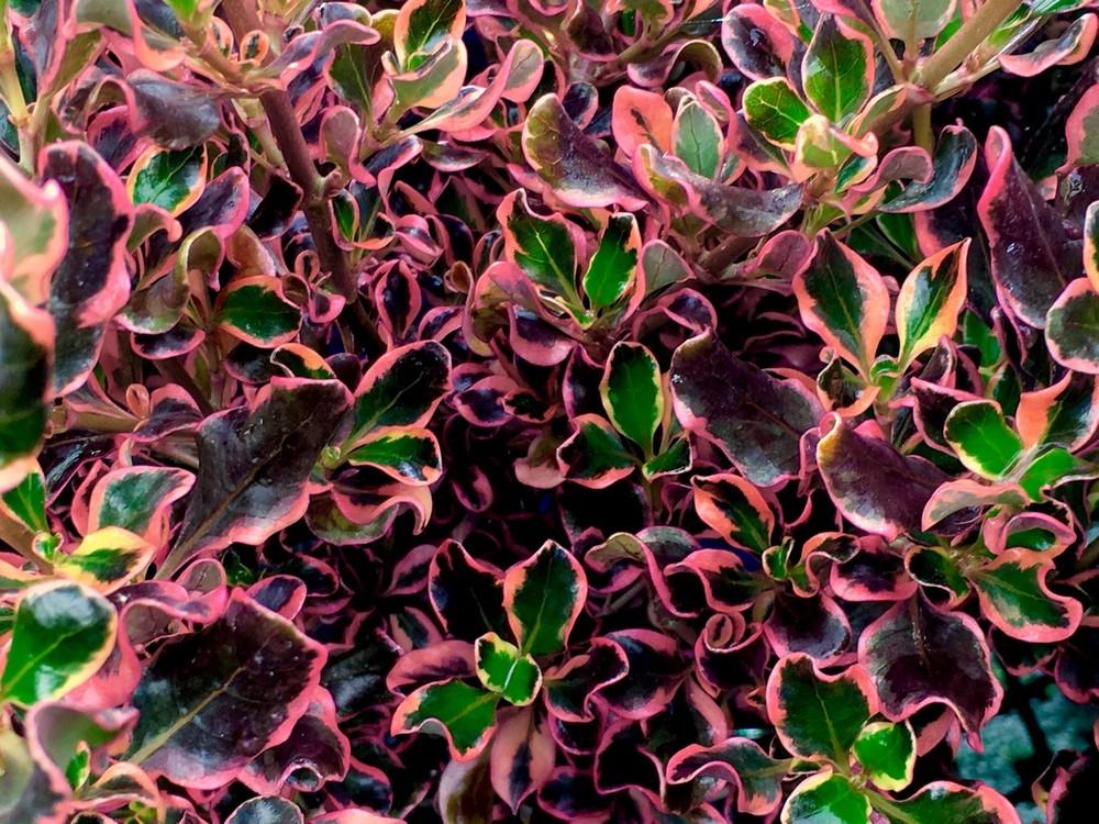 Coprosma Repens ‘Pacific Sunrise’ (Pacific Sunrise Mirror Bush)