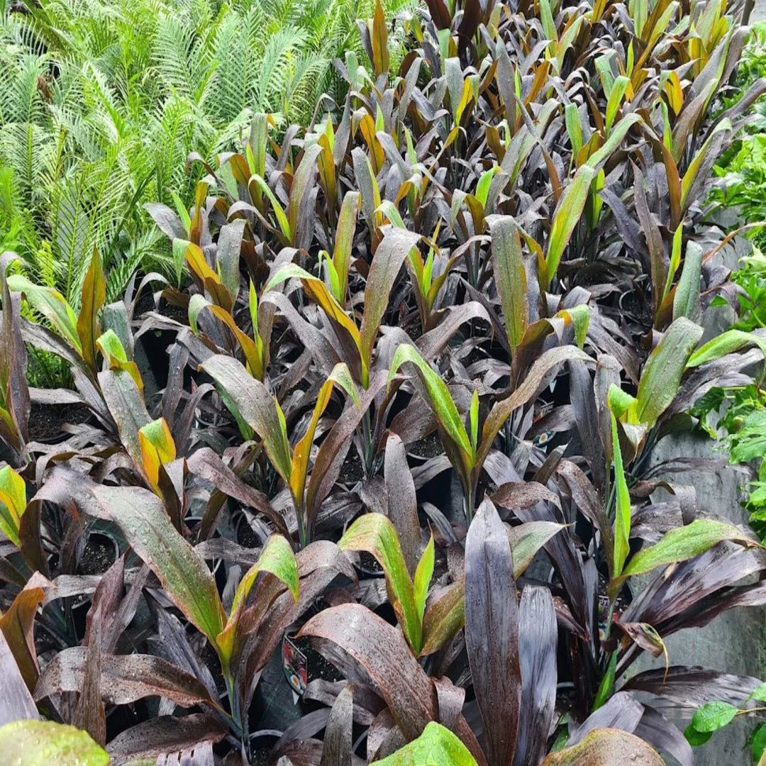 Cordyline Fruticosa 'Negra'
