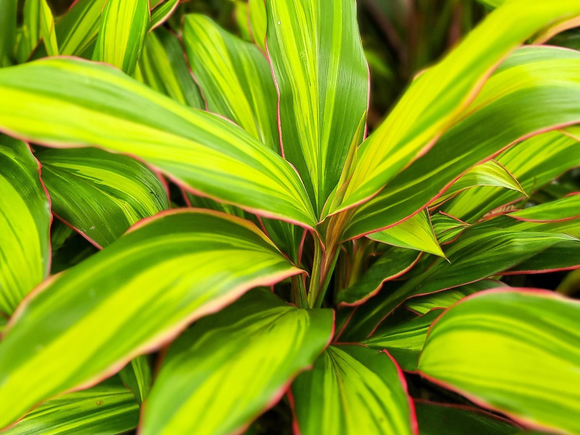 dracaena cordyline kiwi Kiwi Cordyline – Colourful Tropical Foliage