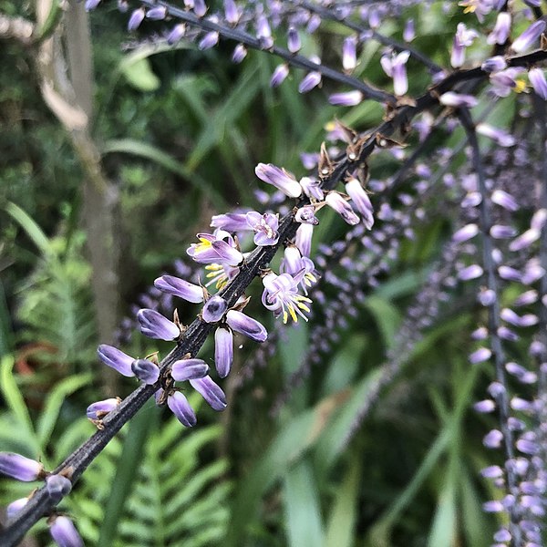 lily palm plant Narrow-Leaved Palm Lily – Elegant Green Foliage & Purple Flowers