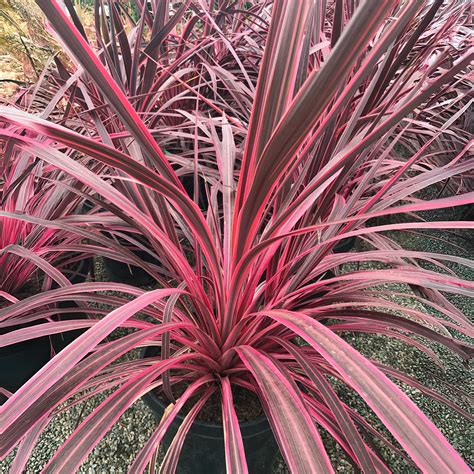 Cordyline Banksii ‘Electric Pink’ (Cabbage Palm)