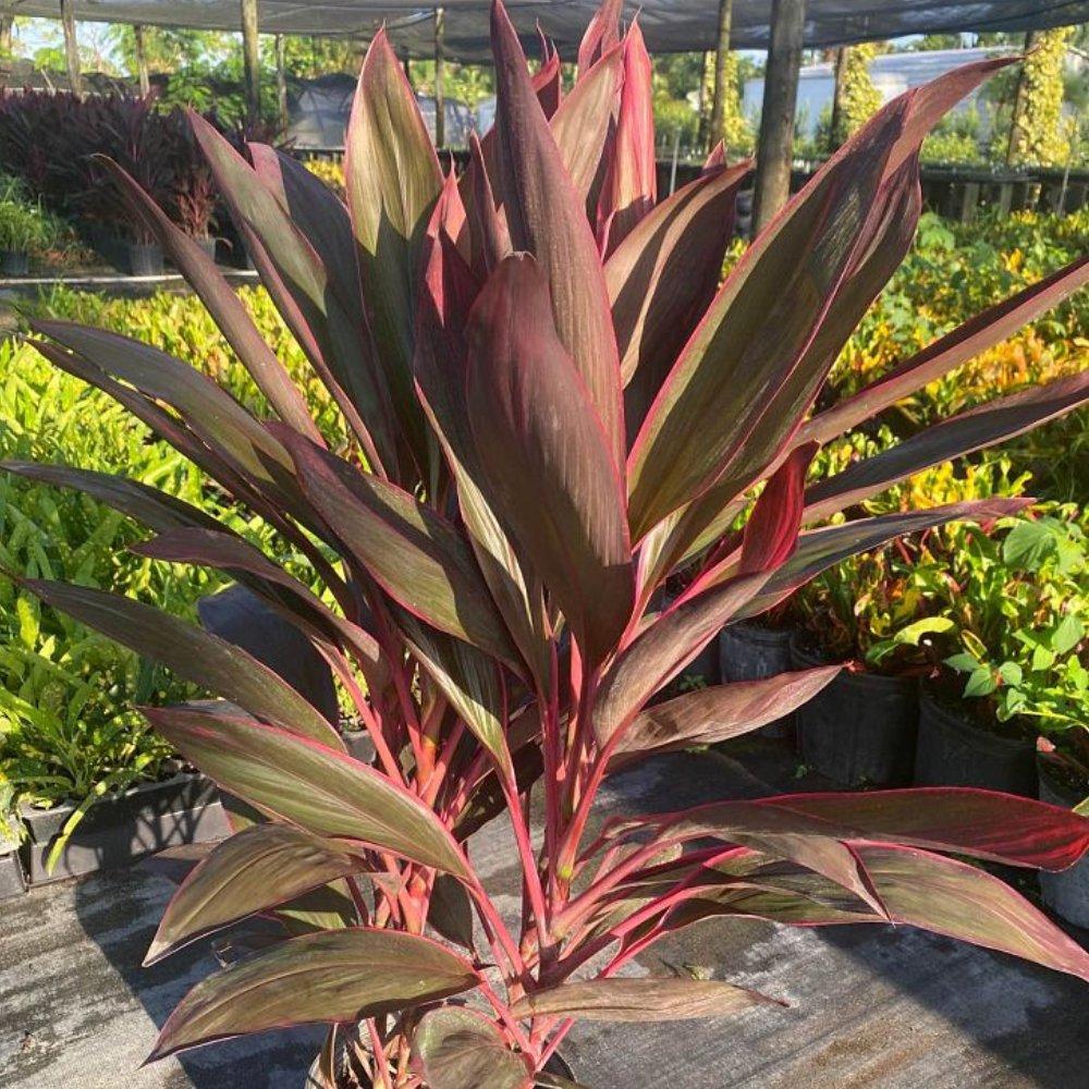 Cordyline Fruticosa ‘Red Sister’ (Red Sister Cordyline)