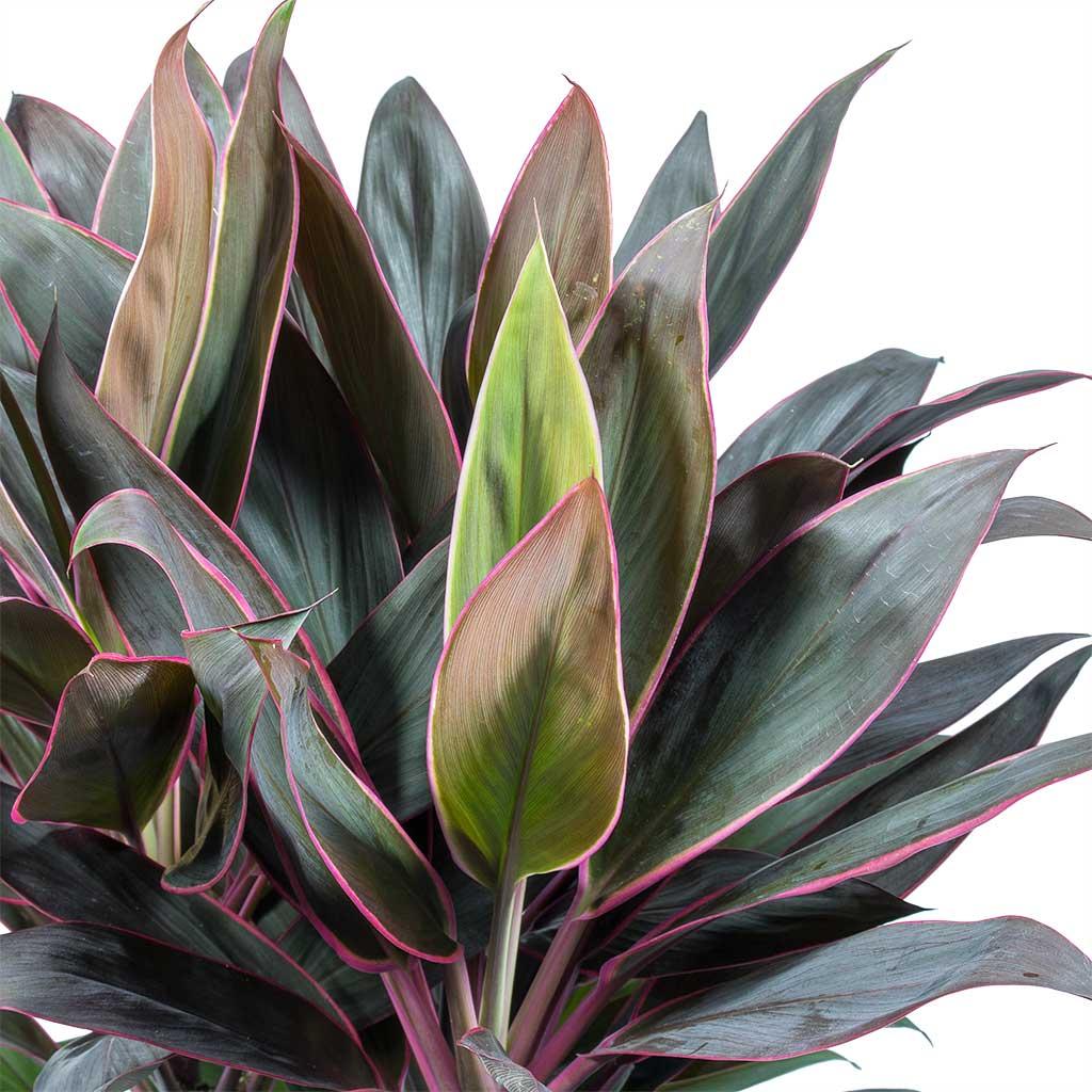 Cordyline Fruticosa ‘Rumba’ (Rumba Cordyline)