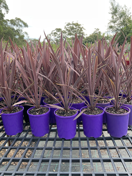 Cordyline Australis (Red Sensation)