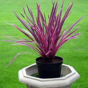 Cordyline australis ‘Pink Passion™’ (Cabbage Palm)