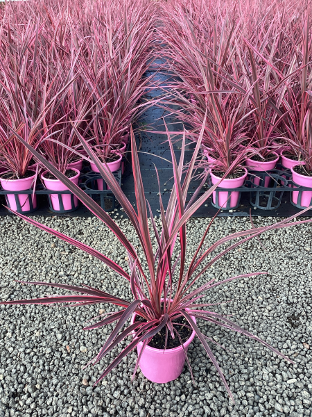 Cordyline Banksii ‘Sprilecpink’ (Electric Pink™ Cordyline)