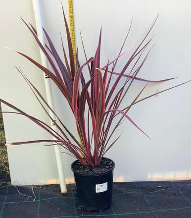 Cordyline banksii 'Electric Pink™' (Electric Pink™ Cabbage Tree)