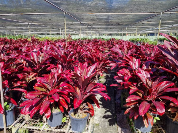 Cordyline Fruticosa (Rubra)