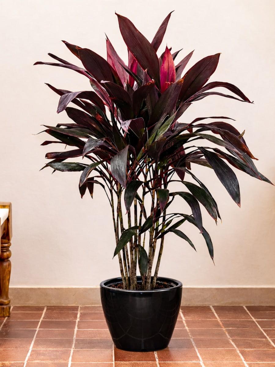 Cordyline Fruticosa (Negra)