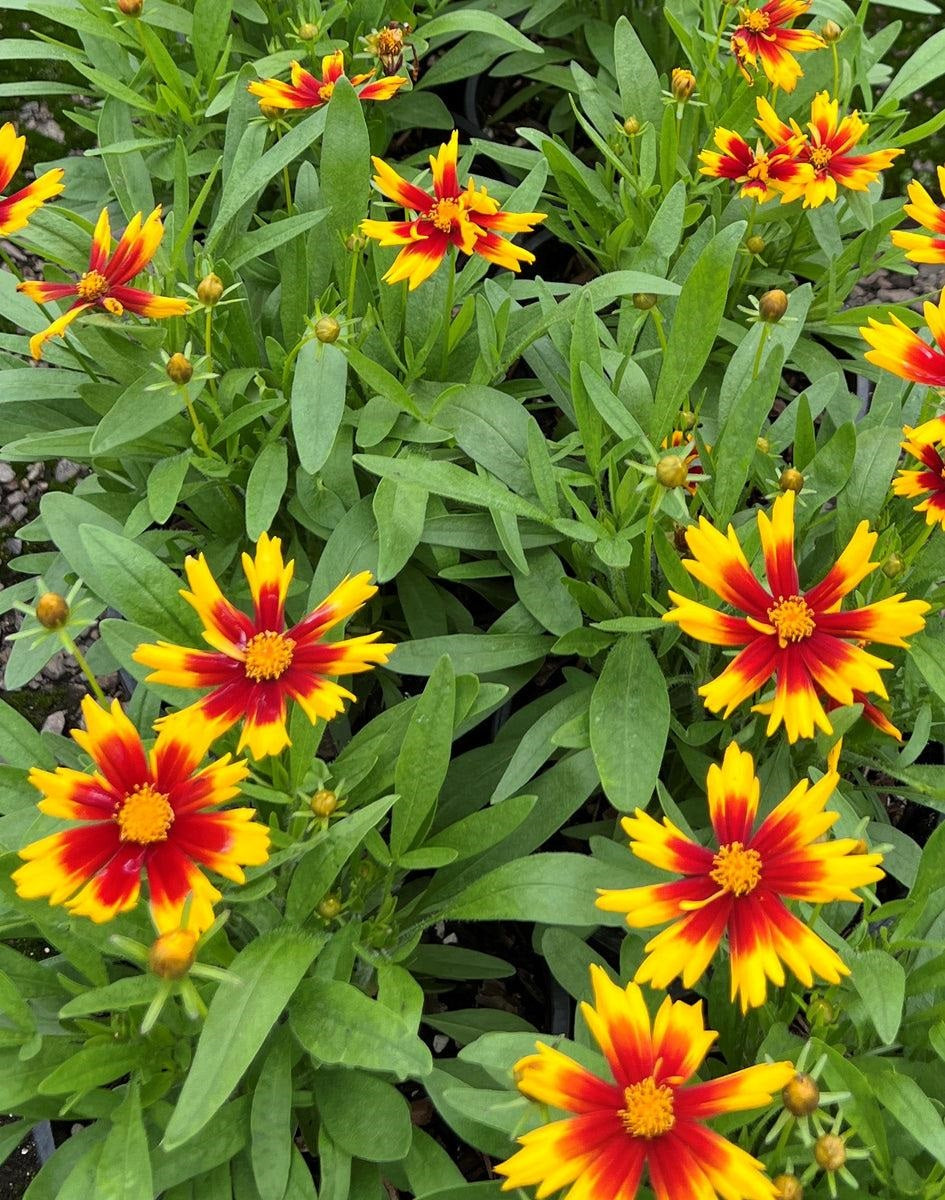 Coreopsis 'UpTick™ Gold And Bronze' (Tickseed)