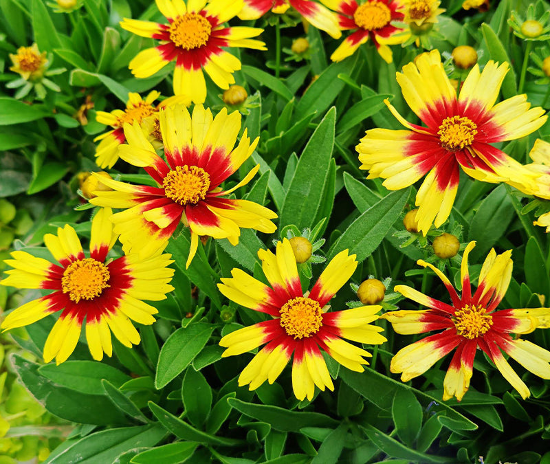 Coreopsis 'UpTick™ Yellow And Red' (Tickseed)