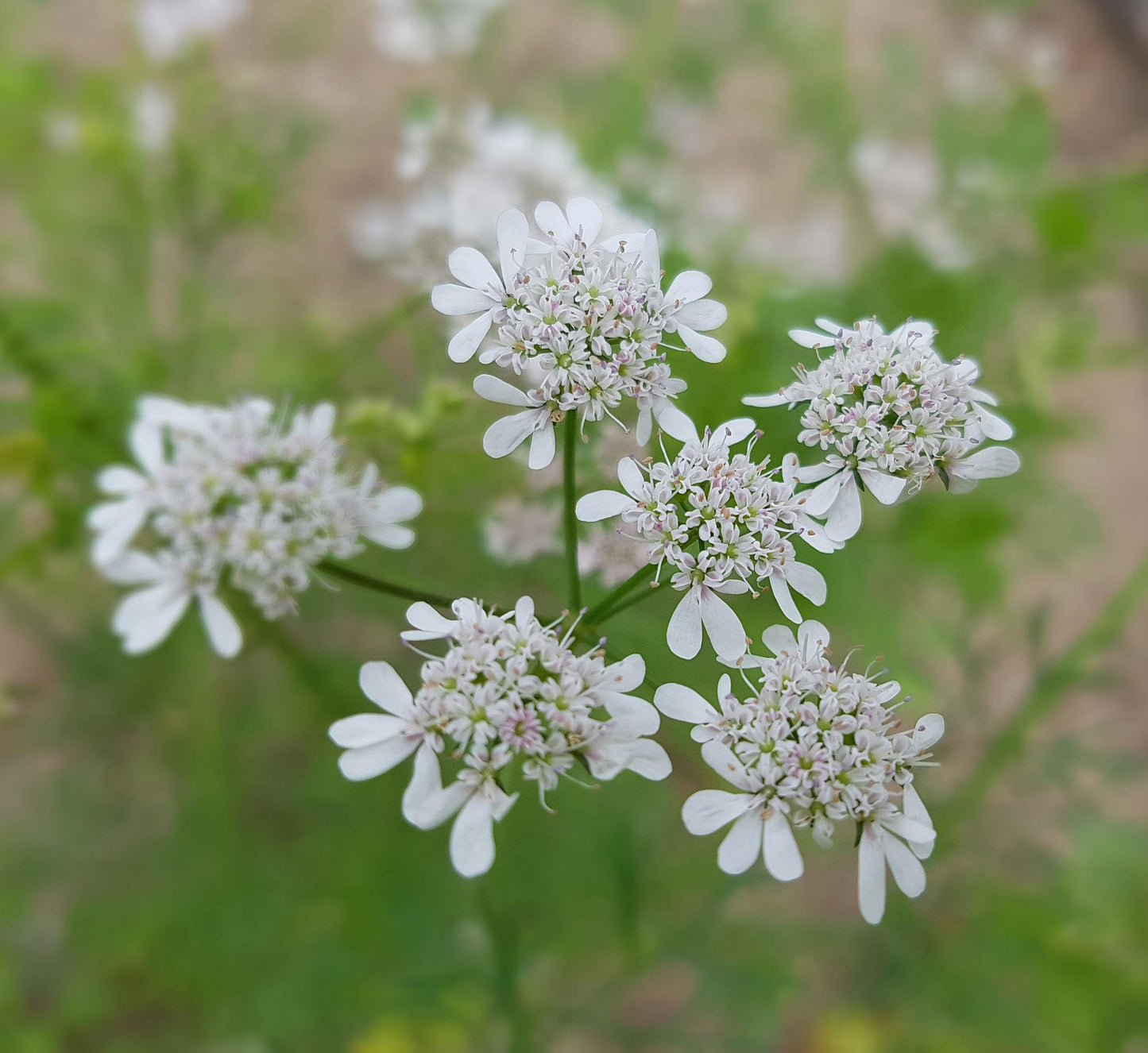 Coriandrum Sativum (Coriander)