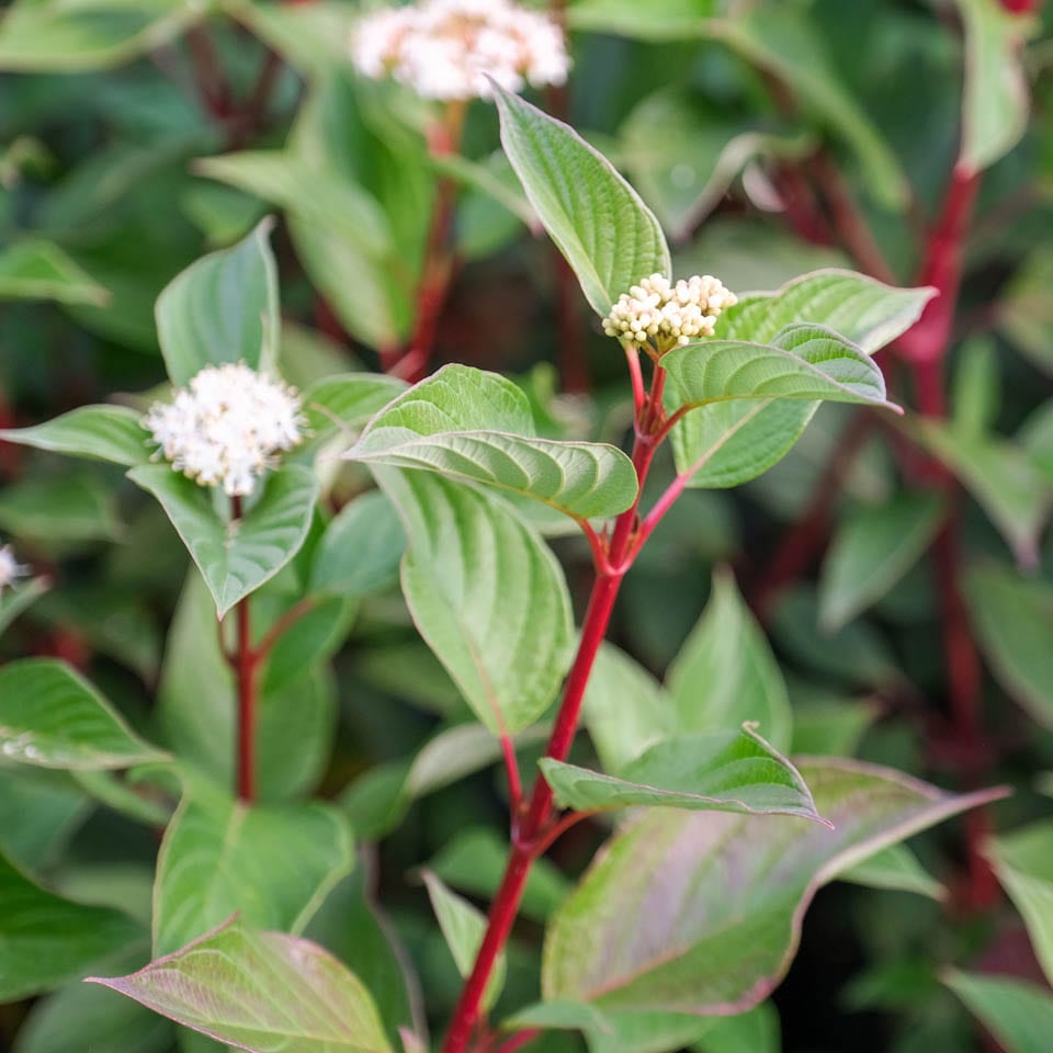 Cornus alba ‘Sibirica’ (Siberian Dogwood)