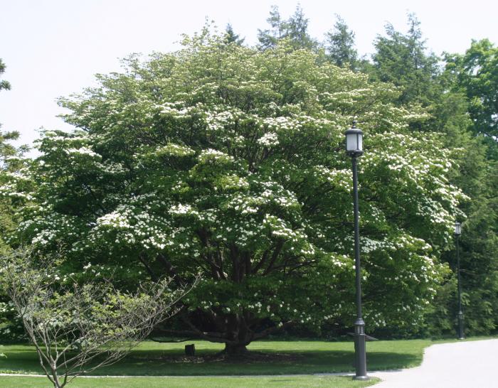 Cornus kousa (Kousa Dogwood)