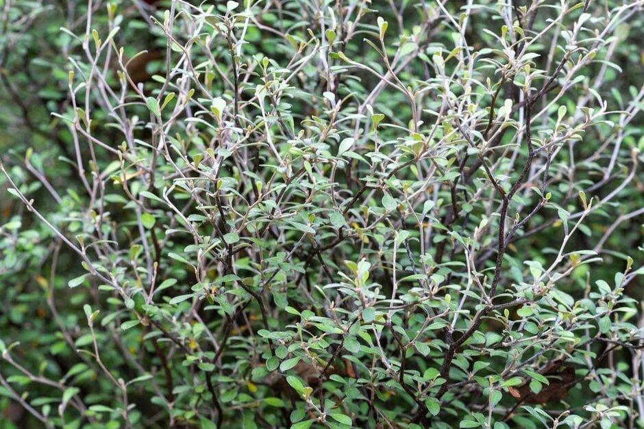 Corokia × Virgata 'Silver Ghost' (Silver Ghost Corokia)