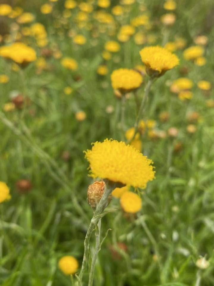 Coronidium Rutidolepis (Pale Everlasting)