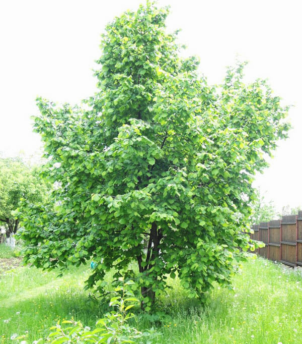 Corylus Avellana 'Wanliss Pride' (Hazelnut Wanliss Pride)