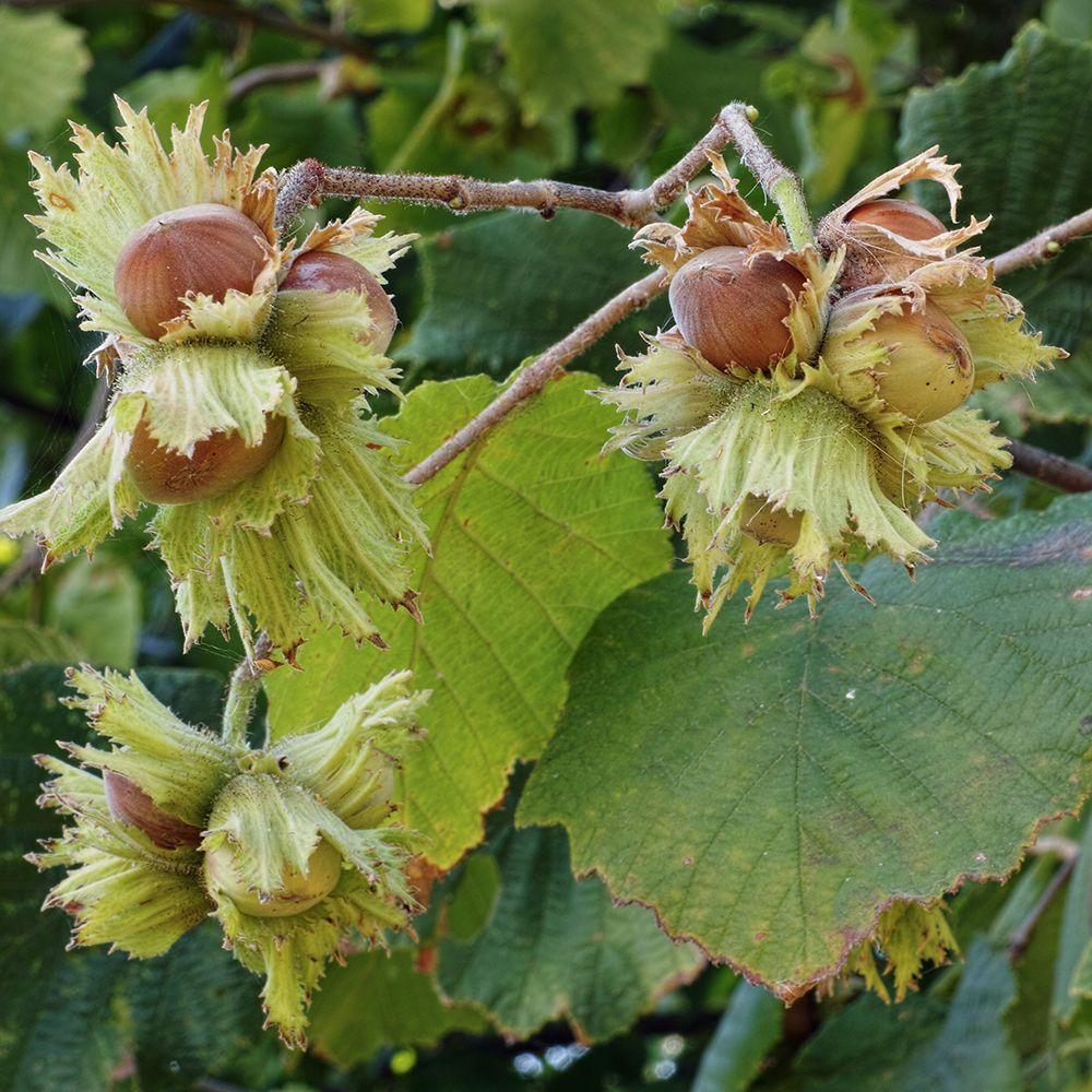 Corylus Avellana 'American White' (American White Hazelnut)