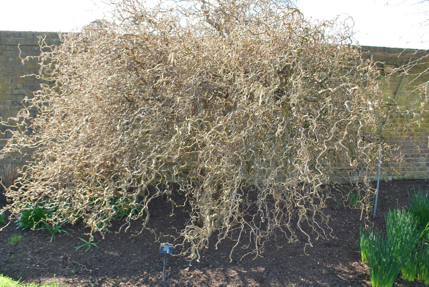 Corylus Avellana ‘Contorta’ (Crazy Filbert)