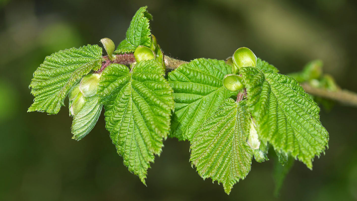 Corylus Avellana (Hazelnut)
