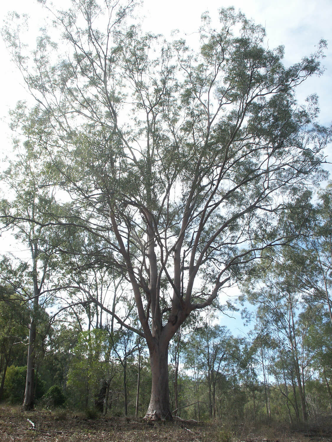 Corymbia Citriodora subsp. Variegata (Lemon-Scented Gum Variegata)