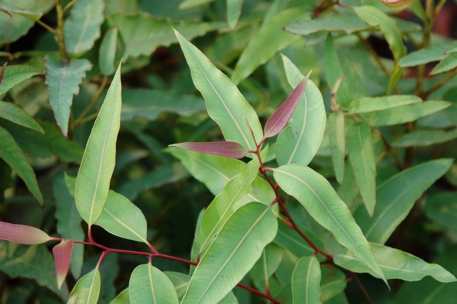 Corymbia Citriodora (Lemon-Scented Gum)