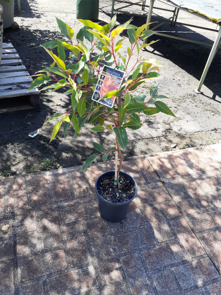 Corymbia Ficifolia (Dwarf Orange Flowering Gum) Grafted