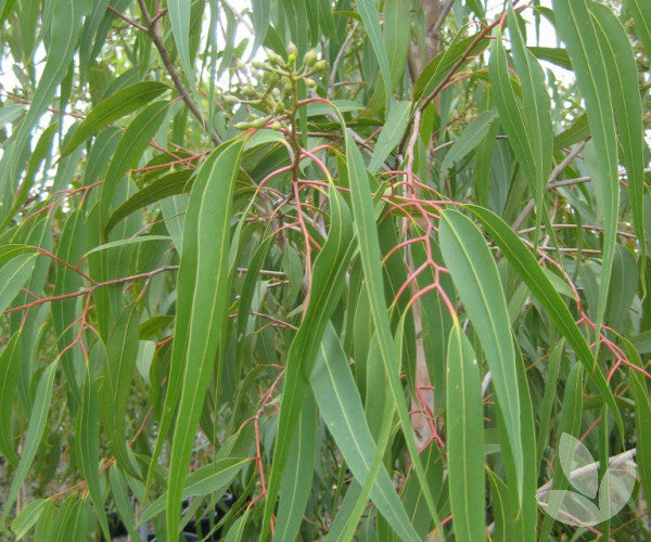 Corymbia Citriodora ‘Scentuous’ (Lemon-Scented Gum)