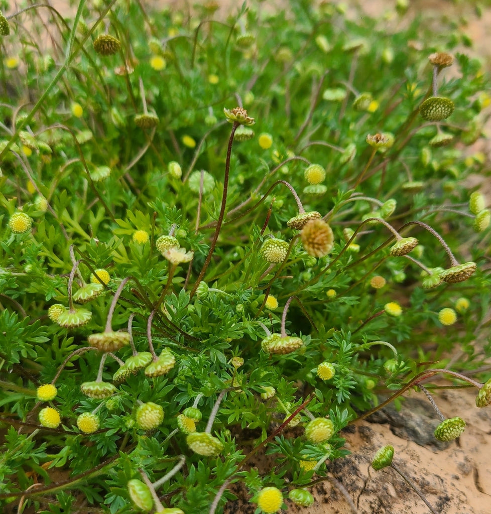 Cotula Australis (Common Cotula)