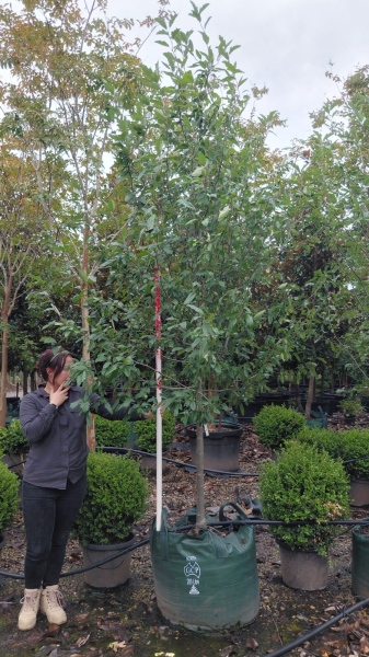 Malus ioensis ‘Plena’ (Bechtel Crab Apple)
