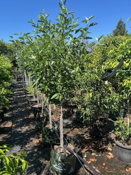 Malus Ioensis 'Plena' (Double-Flowered Crab Apple)