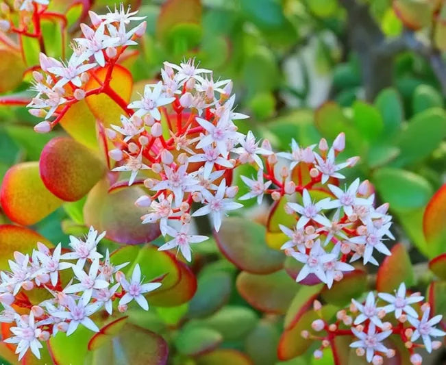 Crassula ovata ‘Hummel’s Sunset Dwarf’ (Dwarf Golden Jade)