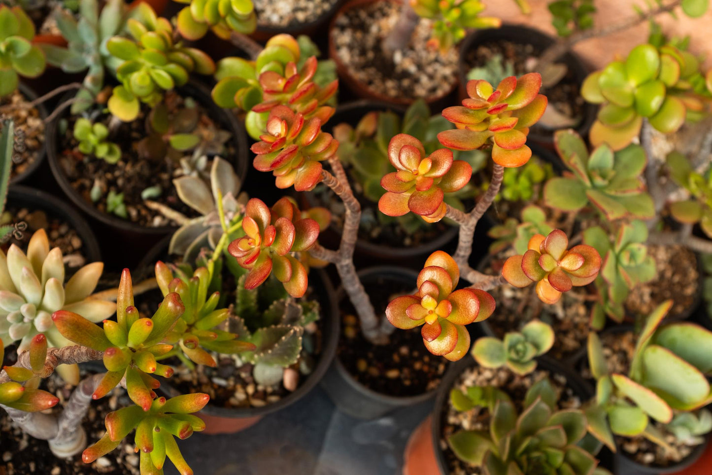 Crassula Atropurpurea Var. Anomala (Red Carpet Crassula)