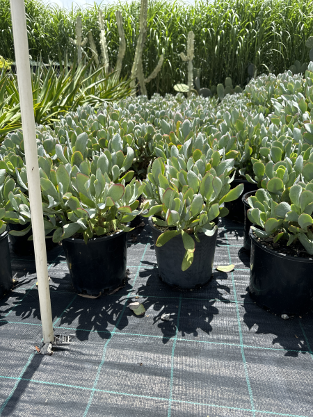 Crassula 'Bluebird'