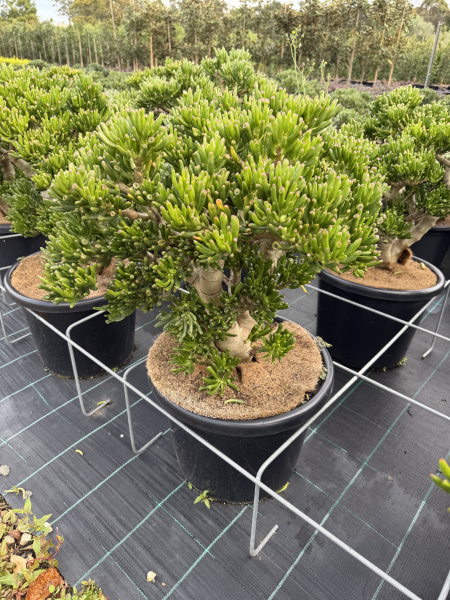 Crassula Ovata 'Gollum' (Gollum Jade)